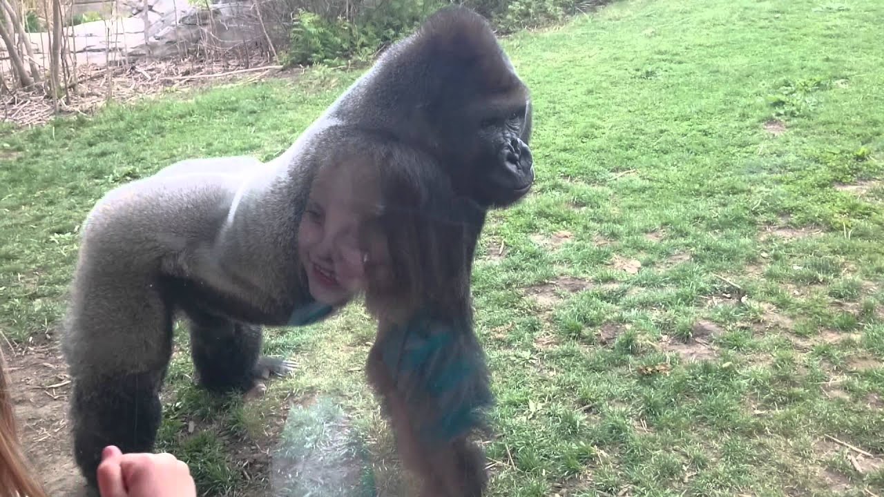Porn pic image of gorilla having sex